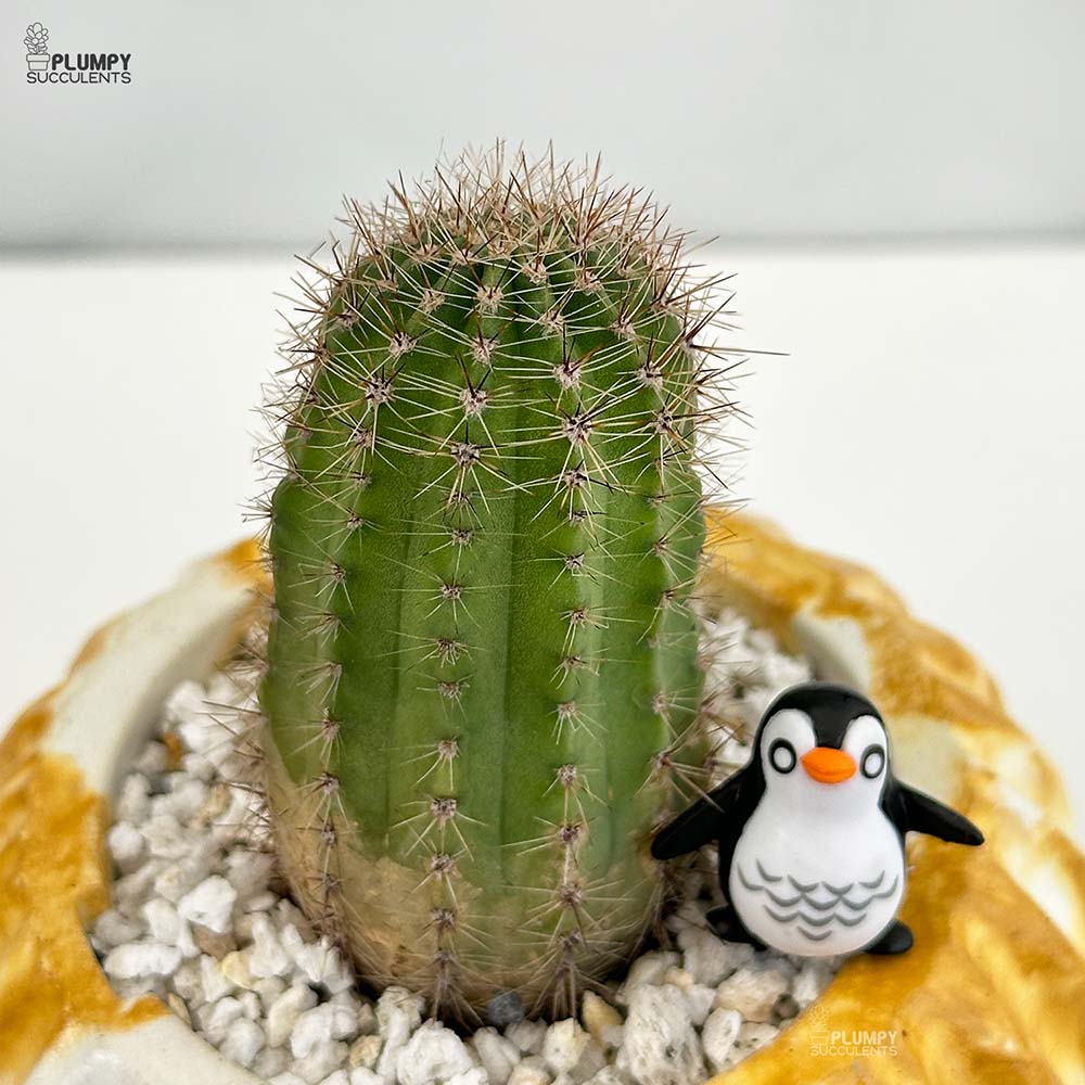 Echinopsis