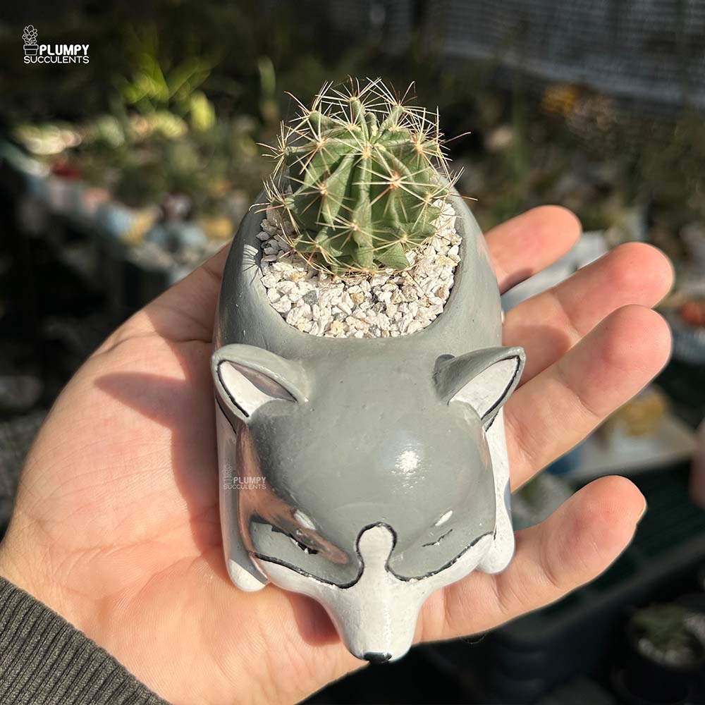 Cactus in Dog Planter