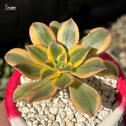 Aeonium Sunburst