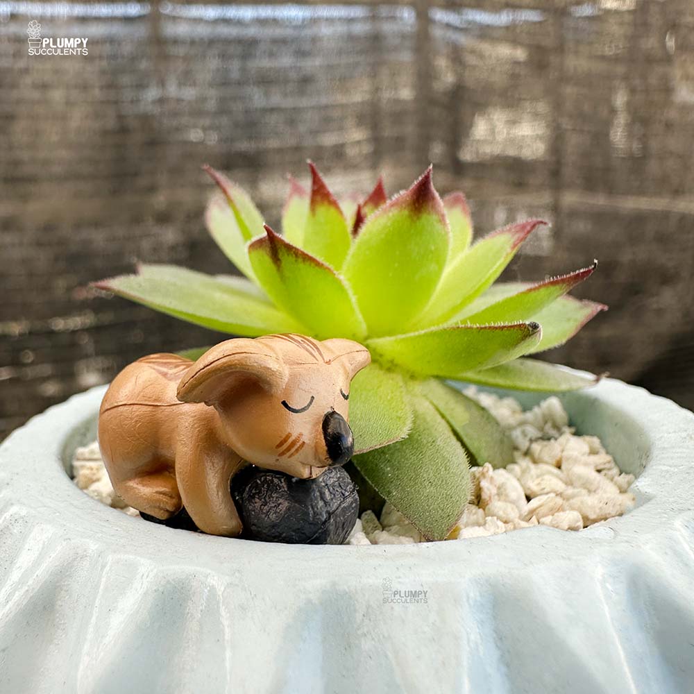 Sumpervivum (Hen & Chicken)