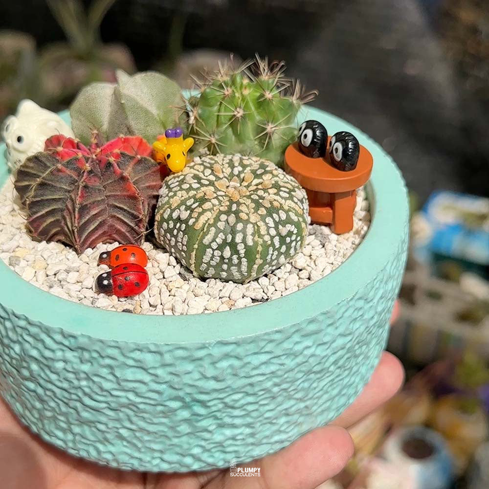Cactus Garden ( Cactus Fairy Garden)