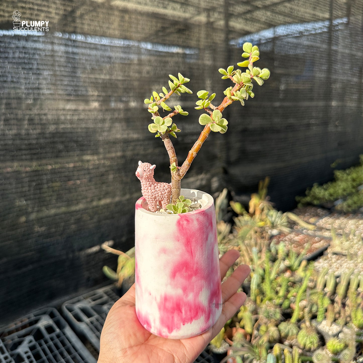 Portulacaria Afra – Elephant Bush Jade