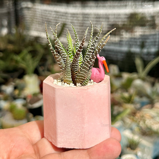 Haworthia Fasciata Zebra- Flamingo Fairyland