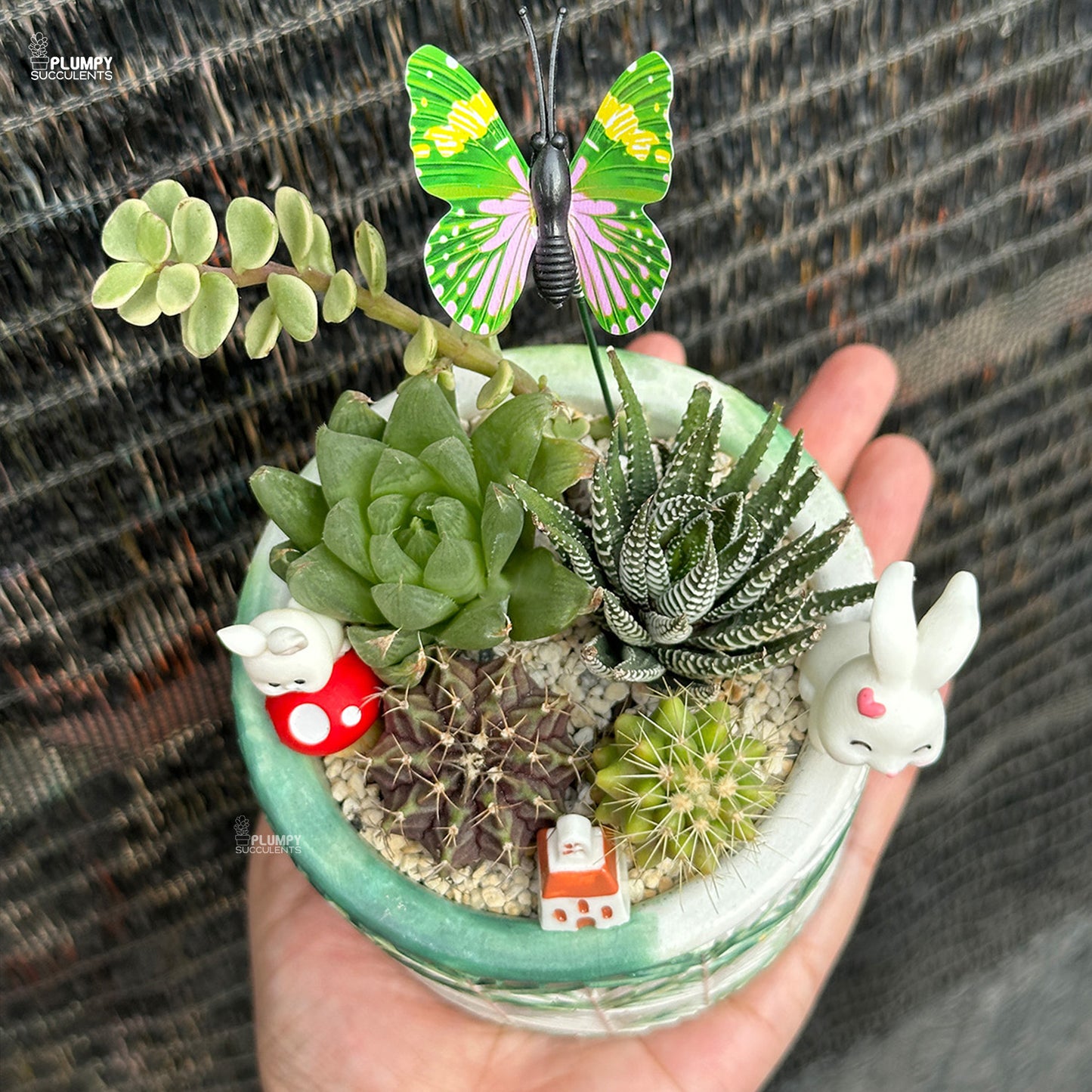 Succulent Garden (Rabbit's Heaven)