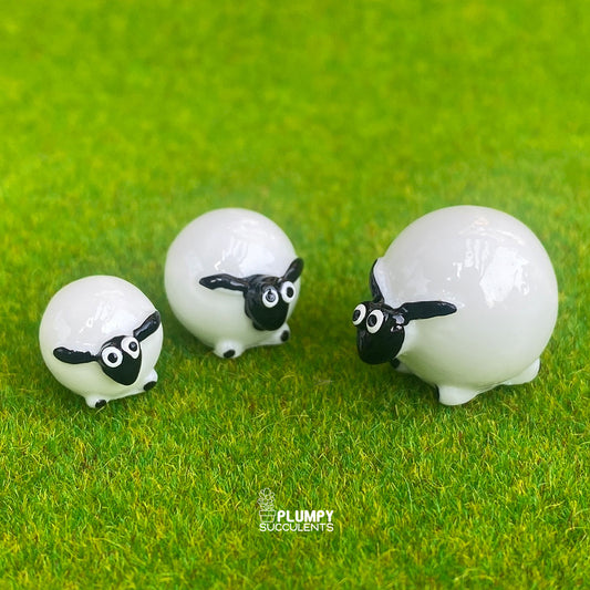 Sheep