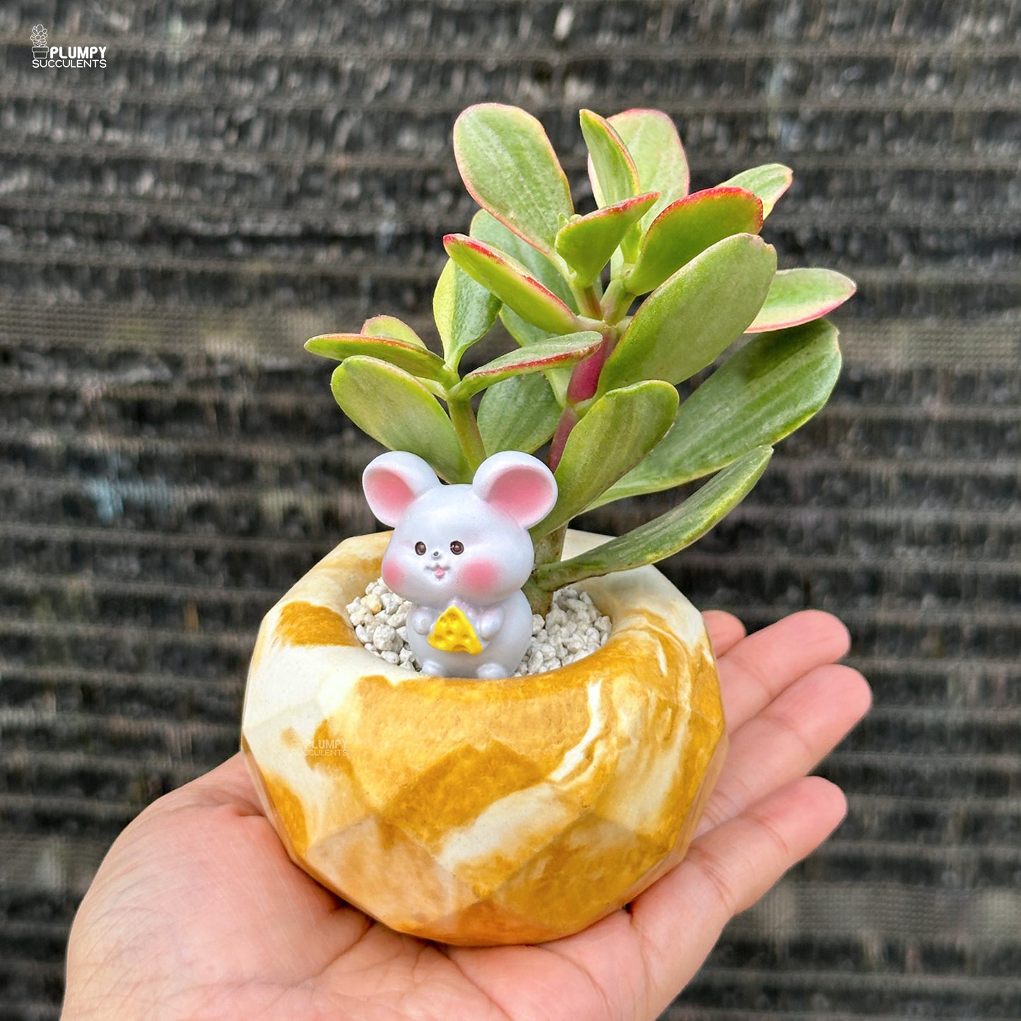 Crassula Ovata Variegated – Variegated Jade Plant