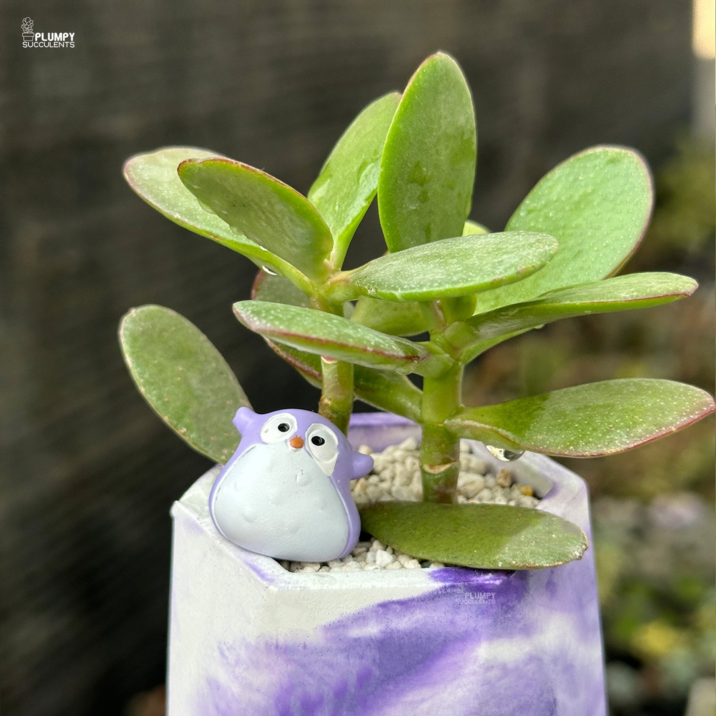 Crassula Ovata – Jade Plant