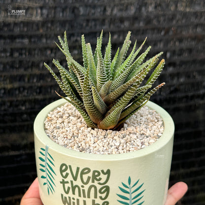 "Everything Will Be Okey" Planter (5 inch)  with Haworthia Zebra