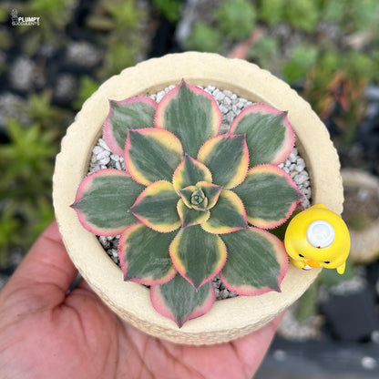 Aeonium Sunburst – Blush Pink Rosettes