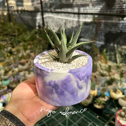 Haworthia Limifolia xFasicata