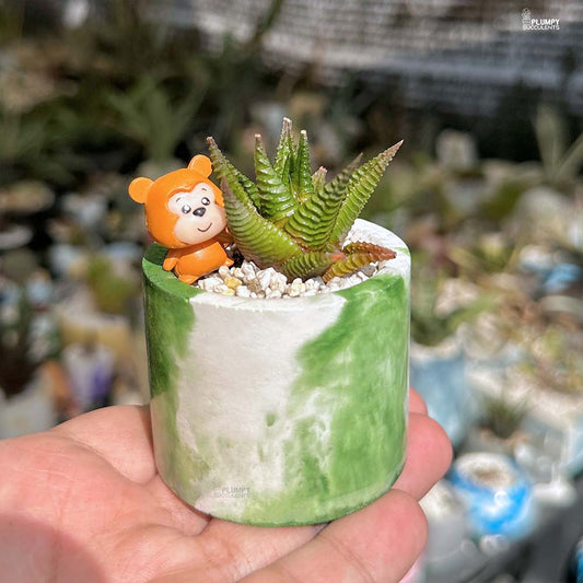 Haworhthia Limifolia - Squirrel Fairyland
