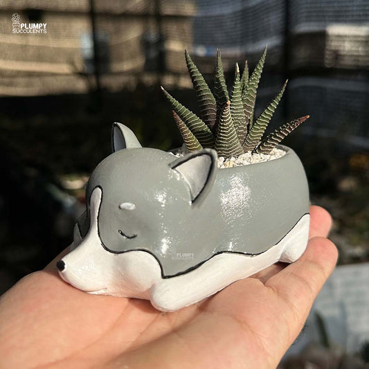 Haworthia Limifolia x Fasicata in Dog Planter