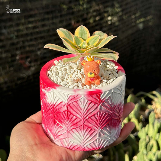 Aeonium Sunburst