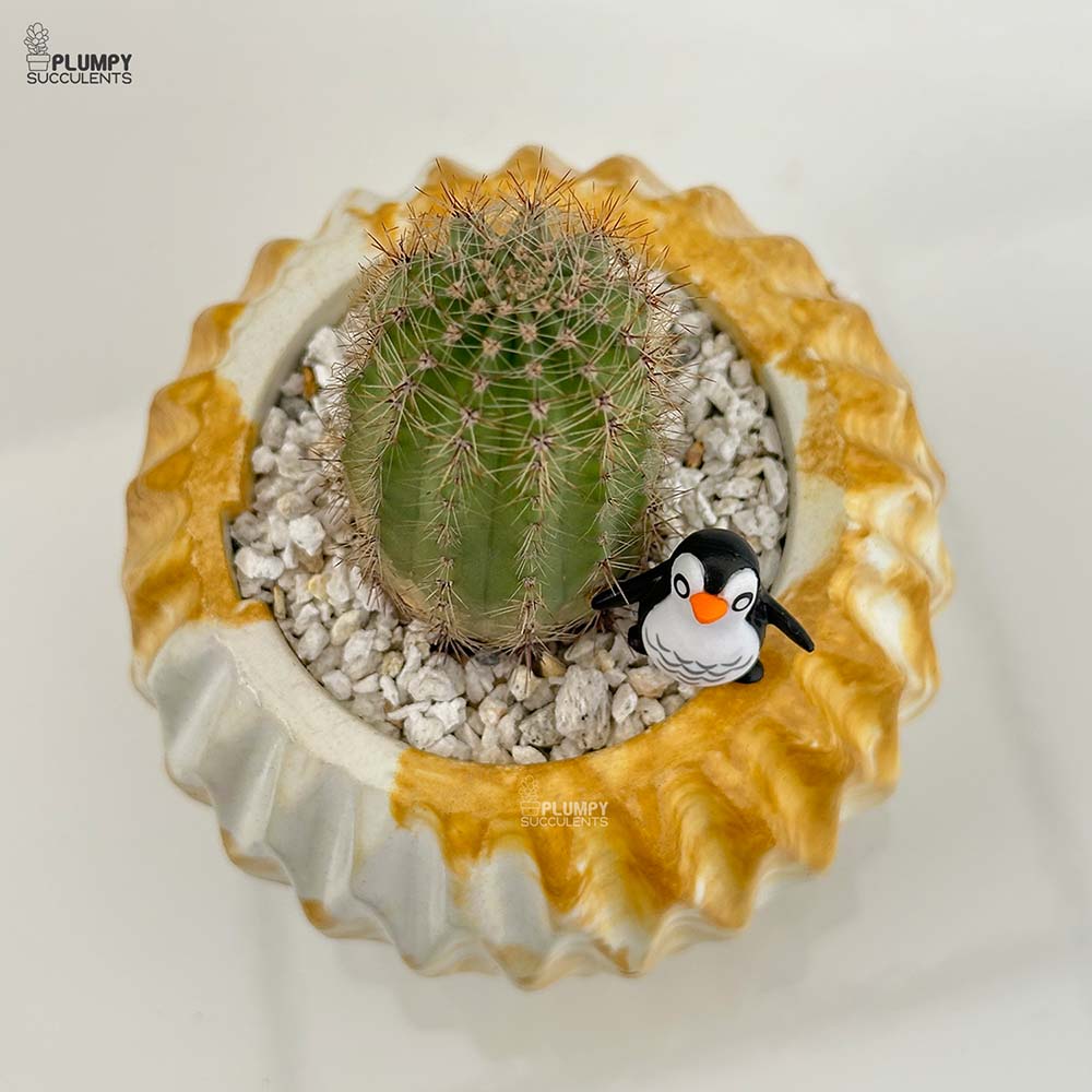 Echinopsis