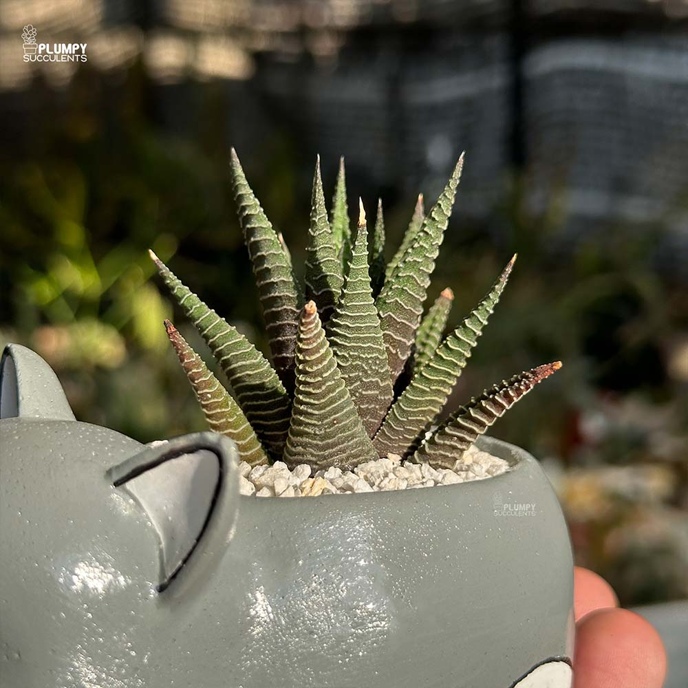 Haworthia Limifolia x Fasicata in Dog Planter