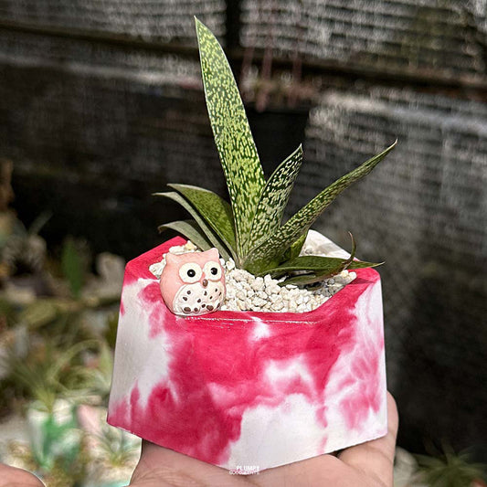 Gasteria Ox Tongue in Red Geo Planter