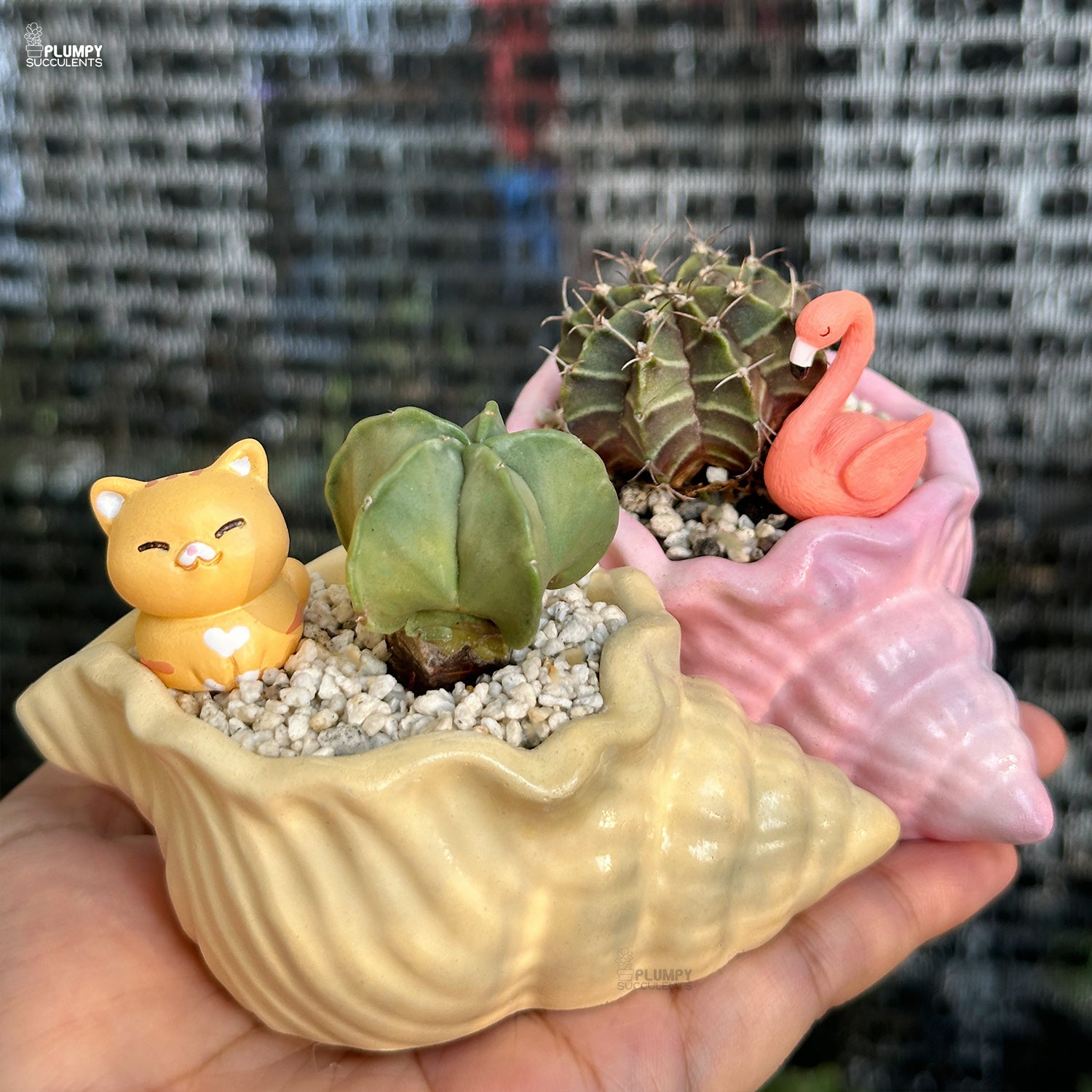 Small cacti and succulents in decorative shell pots held in a hand with a blurred background.