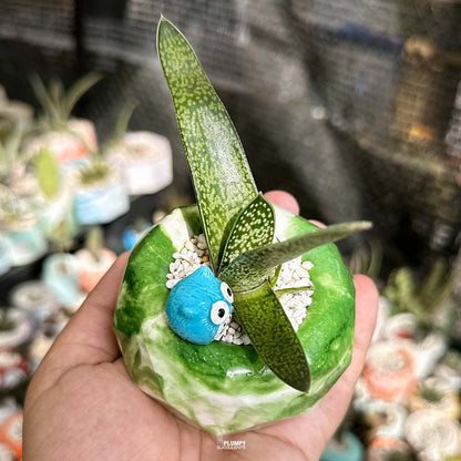 Gasteria Ox Tongue in Green Geo Pot