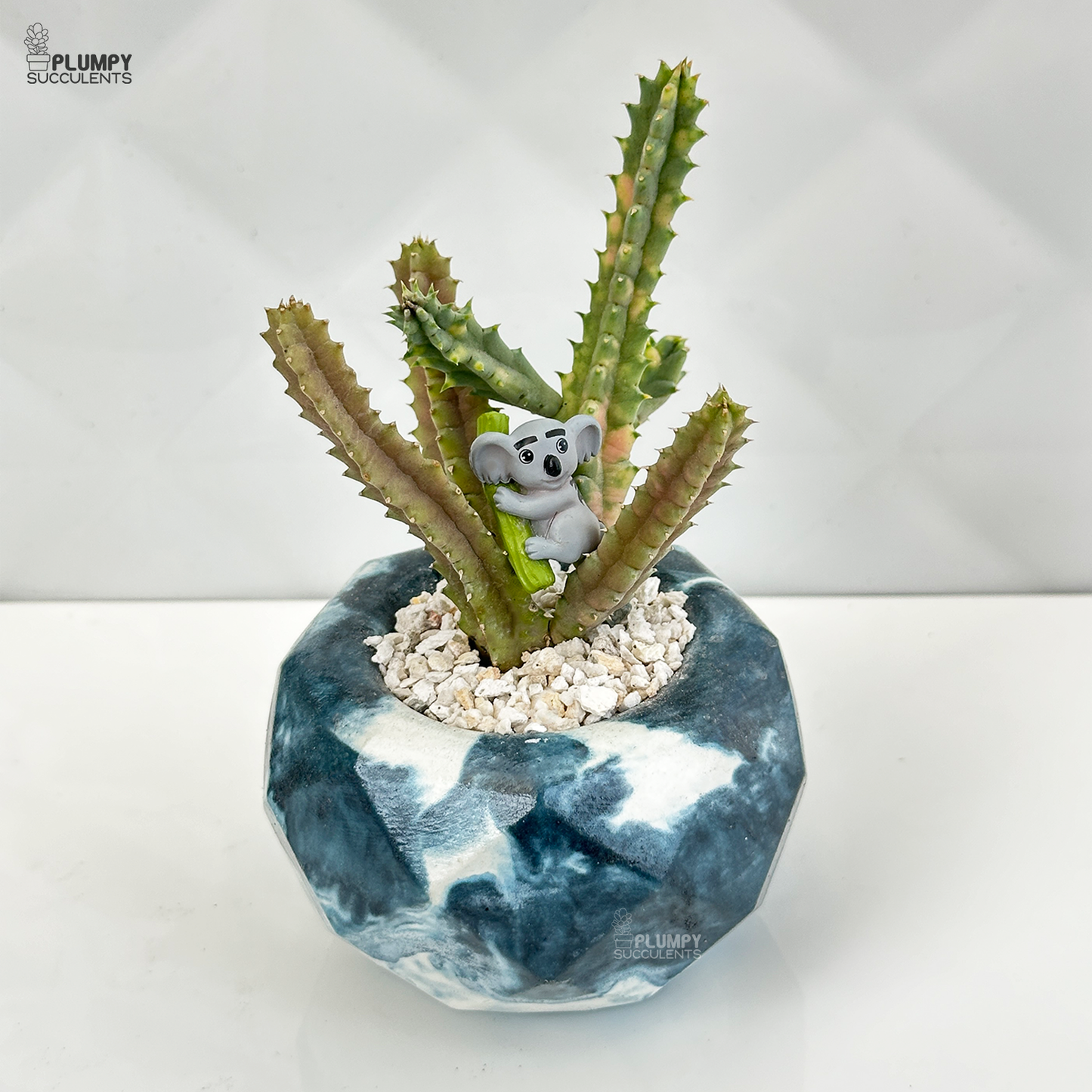 Huernia Zebrina Variegated