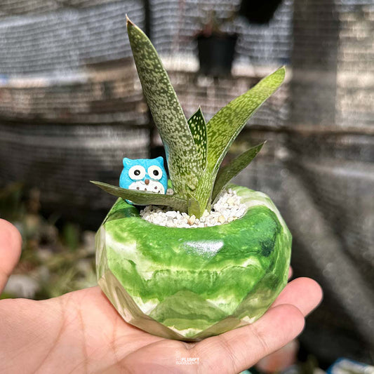 Gasteria Ox Tongue in Green Geo Pot