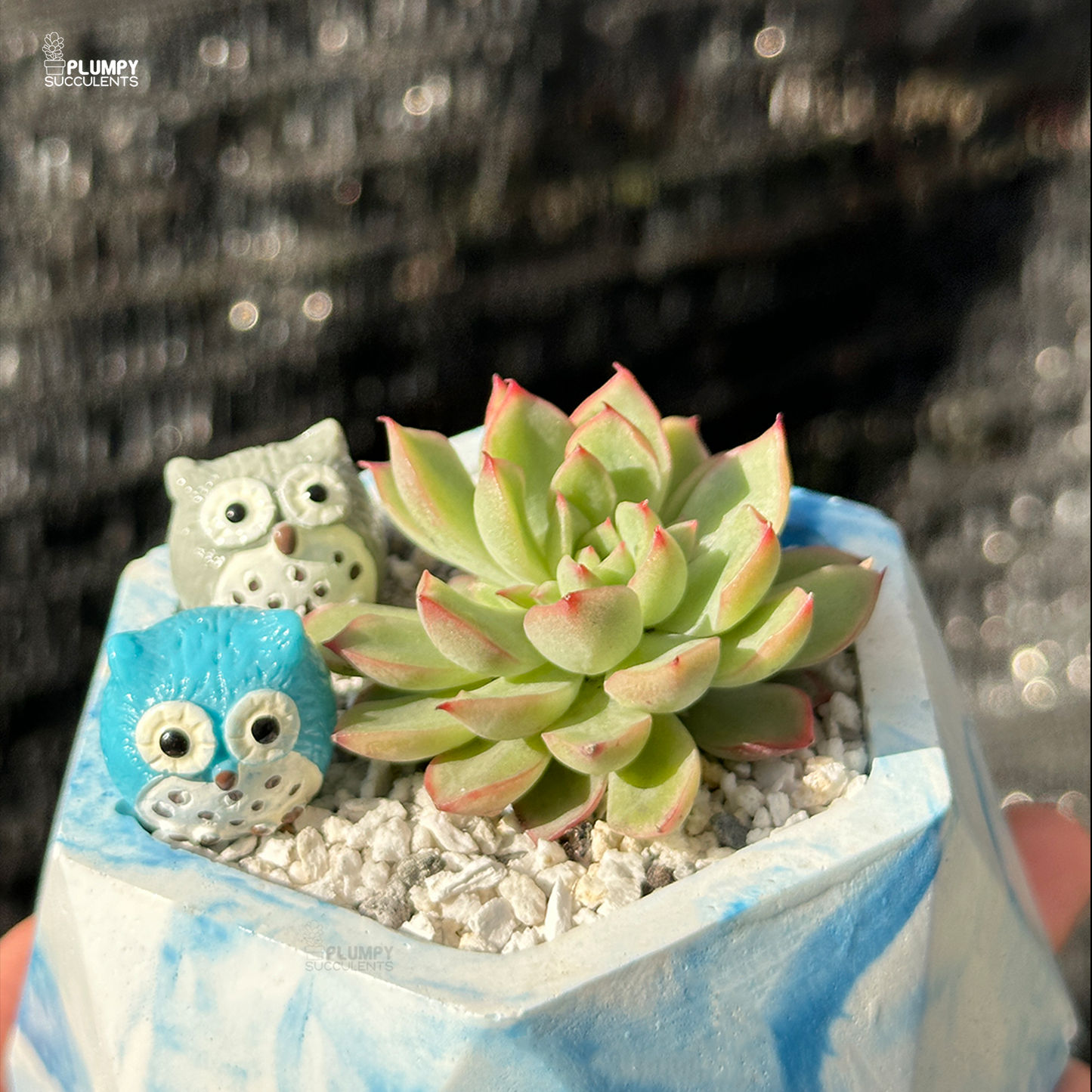 Echeveria Pink Tips