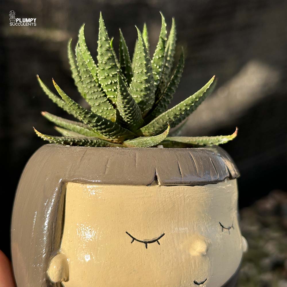 Haworthia Pumila in Girl Reading Book Planter