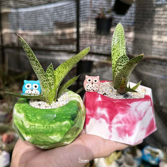 Double Delight: Gasteria Ox Tongue Duo Set