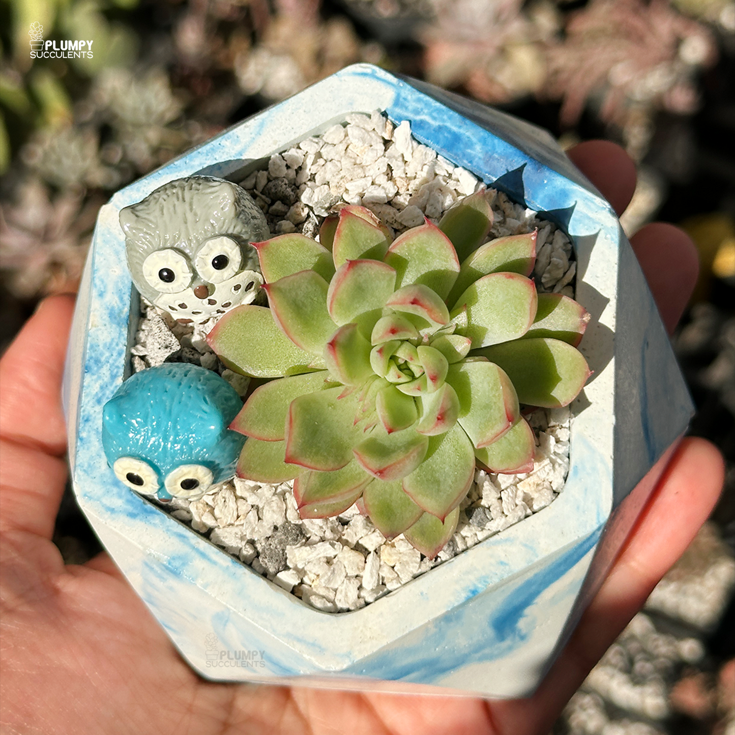 Echeveria Pink Tips