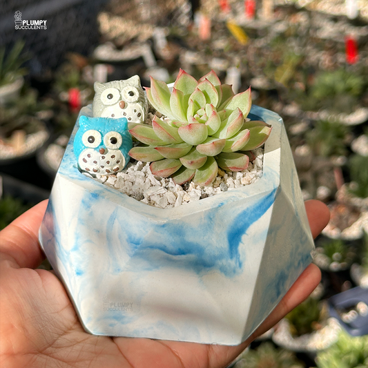 Echeveria Pink Tips