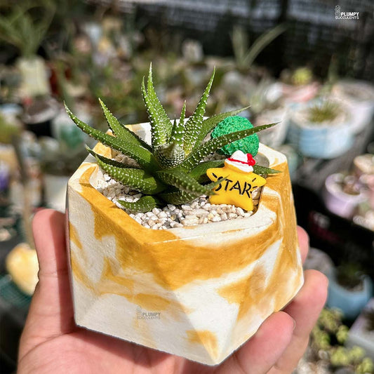 Haworthia Pumila - Star of the House