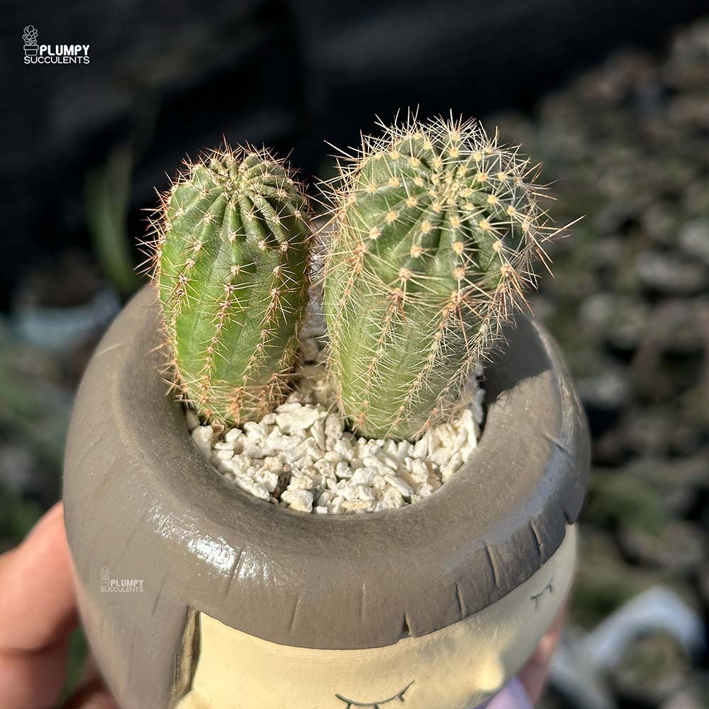 Echinopsis in Girl Reading Book Planter