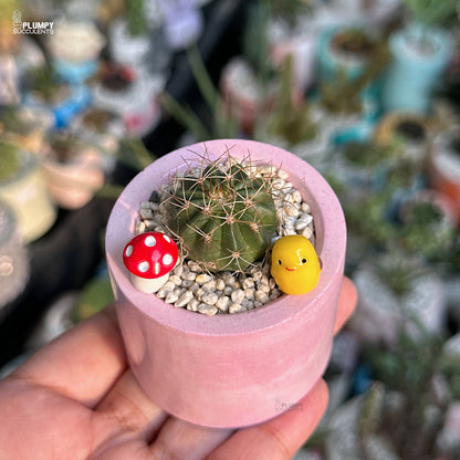 Small cactus in a pink pot with decorative elements held by a hand, with a blurred background of other plants.