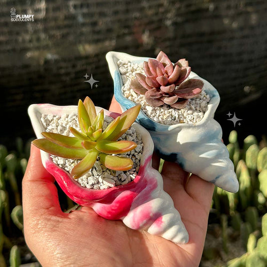 Pair of Succulents