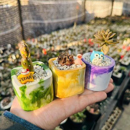 Set of 3 Succulents