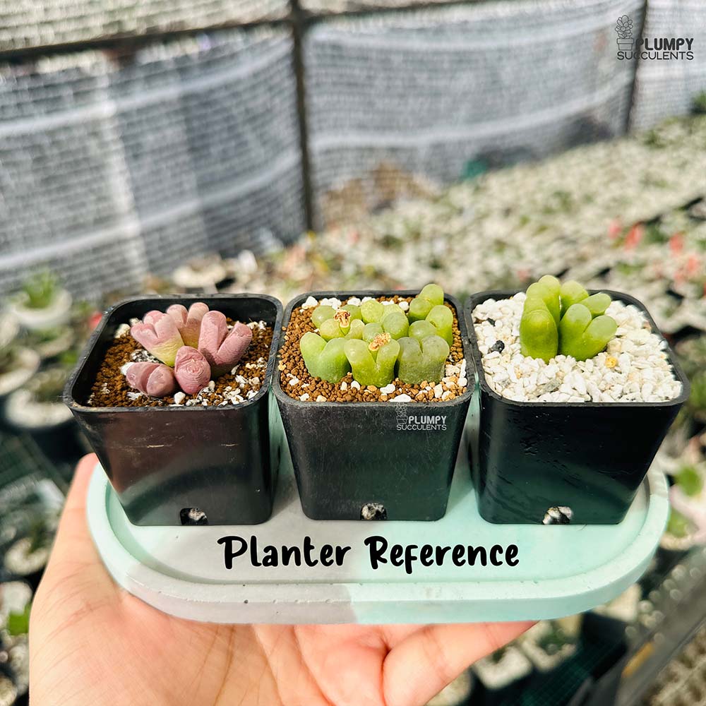 Conophytum Maughanii - 4 Pcs in Pot (Exotic Variety)
