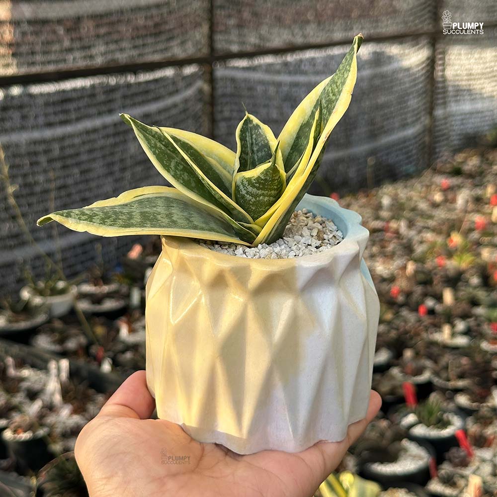 Sansveria Hahnii Variegated (Snake Plant)