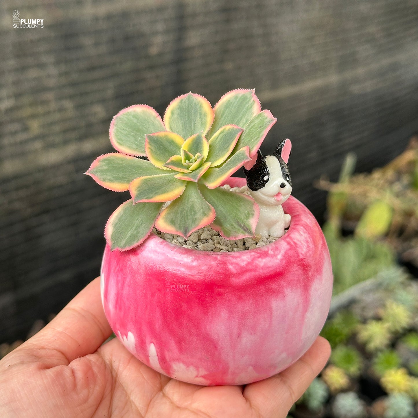 Aeonium Sunburst – Blush Pink Rosettes