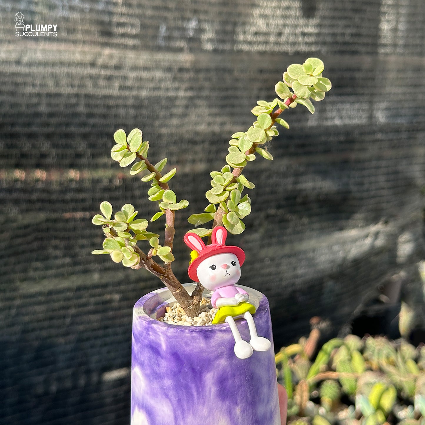 Portulacaria Afra – Elephant Bush Jade