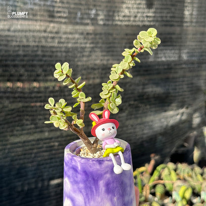 Portulacaria Afra – Elephant Bush Jade
