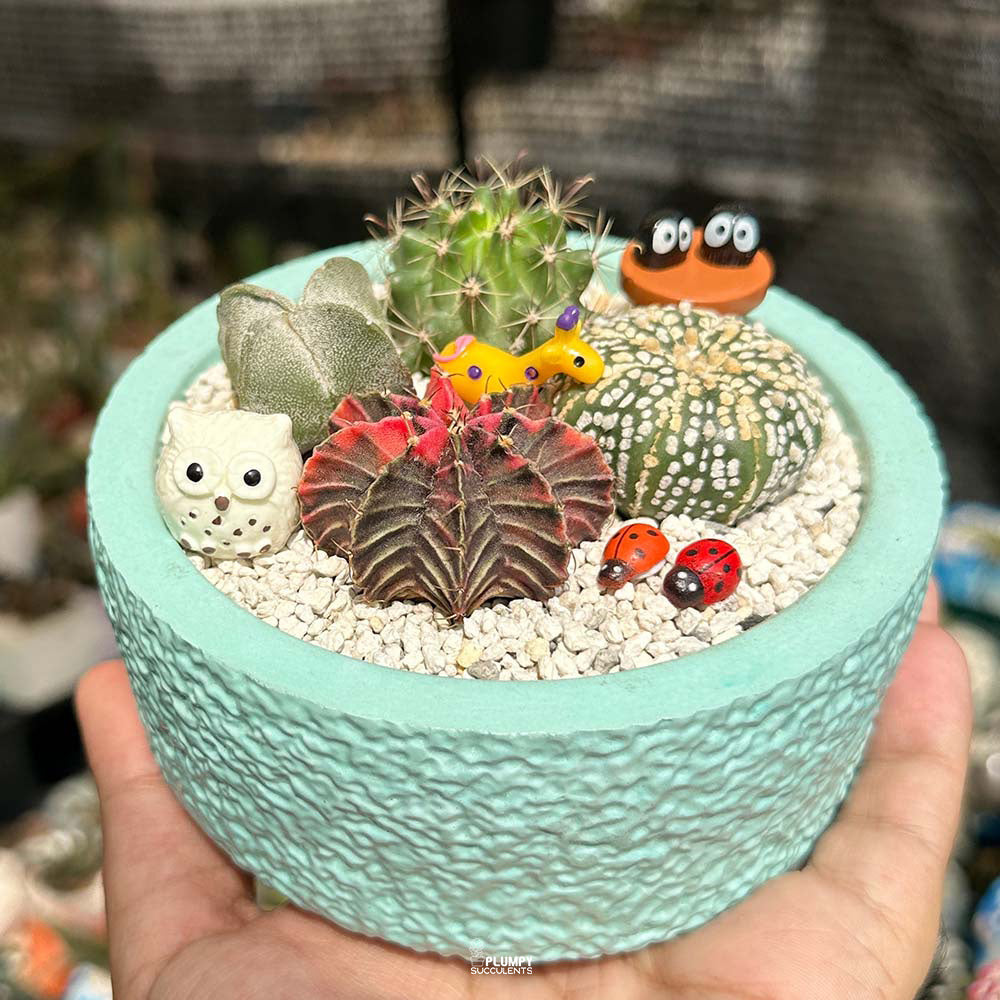 Cactus Garden ( Cactus Fairy Garden)