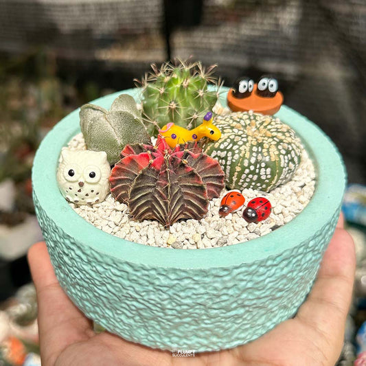 Cactus Garden ( Cactus Fairy Garden)