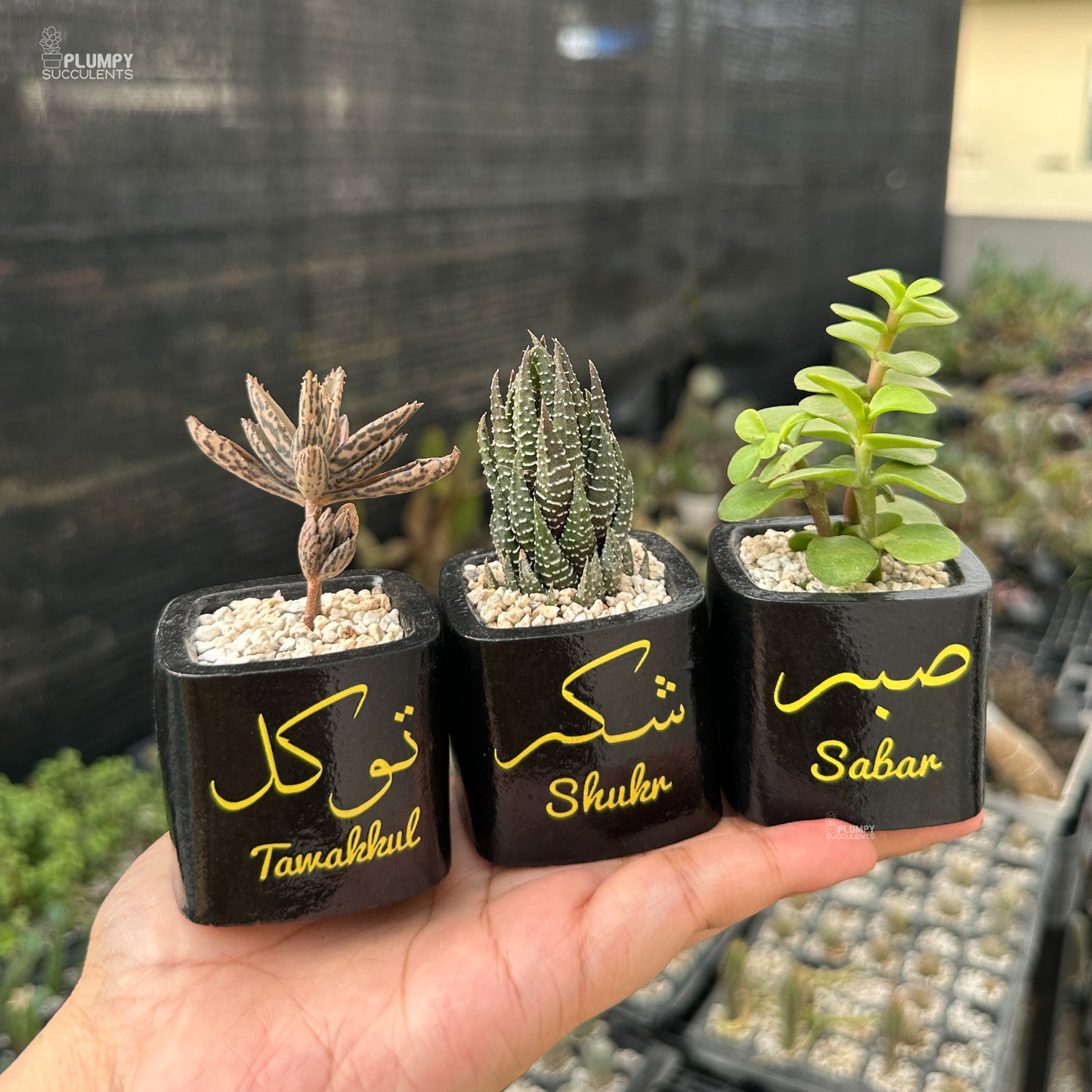 Sabr, Shukr, Tawakkul Set