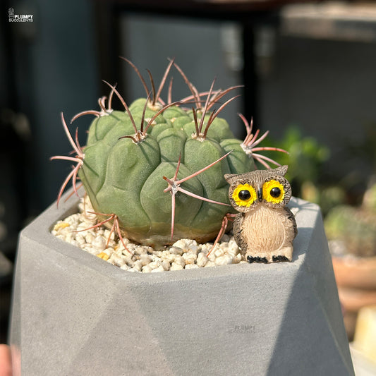Gymnocalycium Pflanzii - An Owl Nest