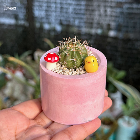 Small cactus in a pink pot held by a hand, with decorative items on top.
