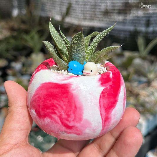 Gasteraloe Beguinii -  Whale's happy place