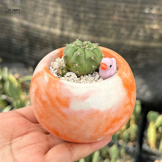 Gymnocalycium damsii