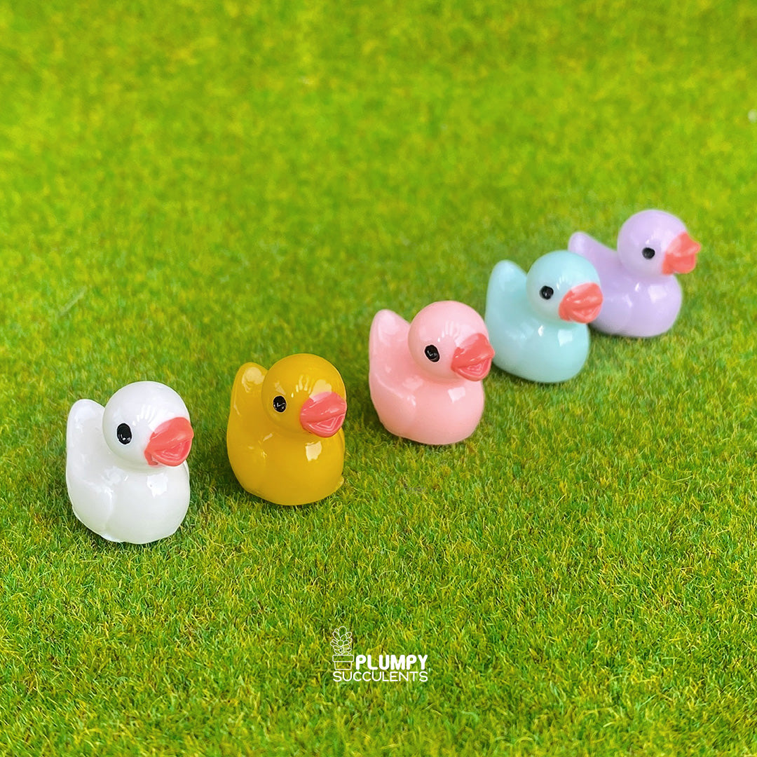 Duck