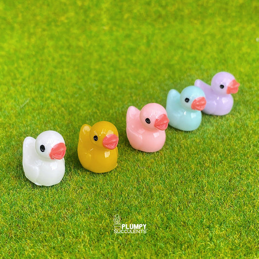 Duck