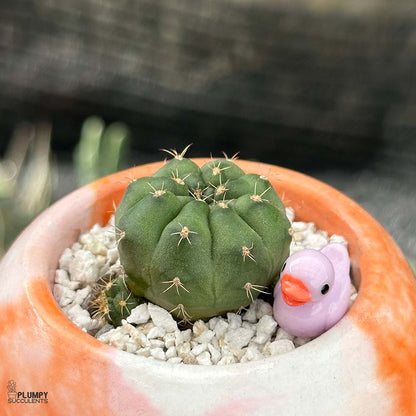 Gymnocalycium damsii