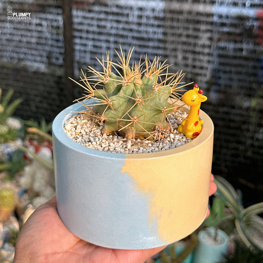 Cactus in a pot with a small giraffe figurine, held by a hand against a blurred garden background.